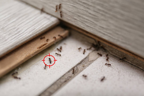 Best Pest Prevention Services  in Lapwai, ID